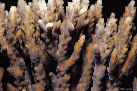 CotW: Acropora azurea