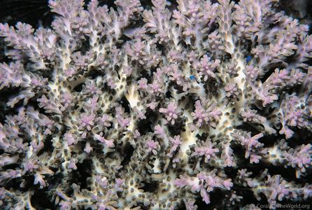 CotW: Acropora batunai