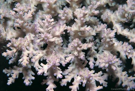 CotW: Acropora batunai