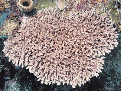 CotW: Acropora batunai