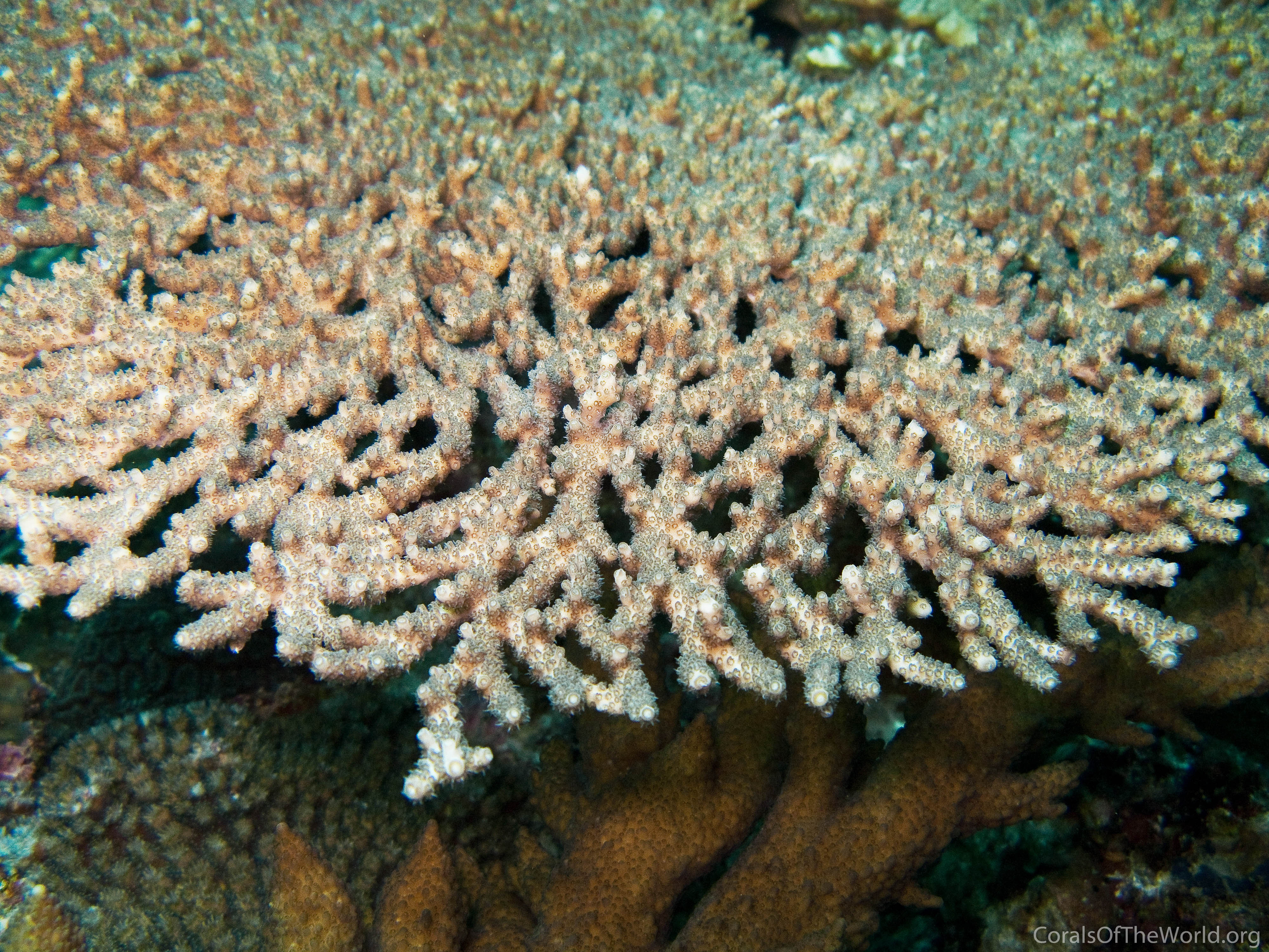 Acropora bifurcata