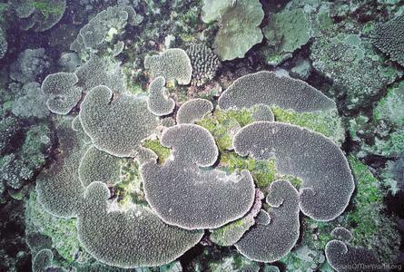 CotW preview: Acropora branchi