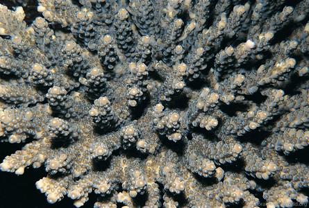 CotW: Acropora branchi