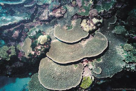 CotW: Acropora branchi