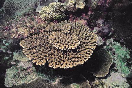 CotW: Acropora branchi