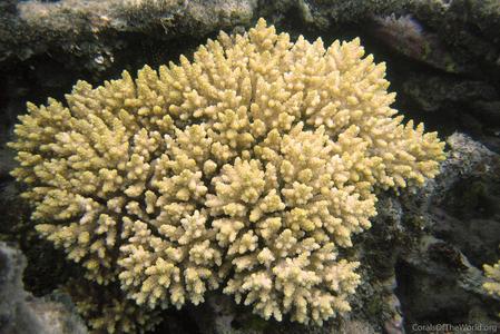 CotW preview: Acropora bushyensis