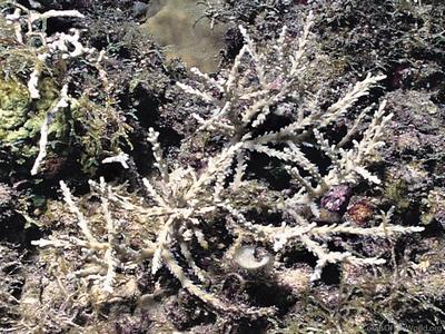 CotW: Acropora cardenae
