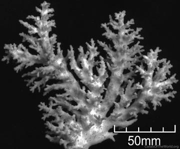 CotW: Acropora carduus