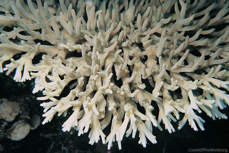 CotW: Acropora caroliniana