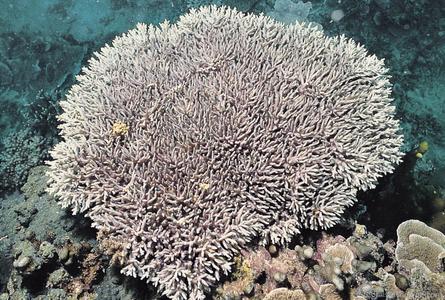 CotW: Acropora caroliniana