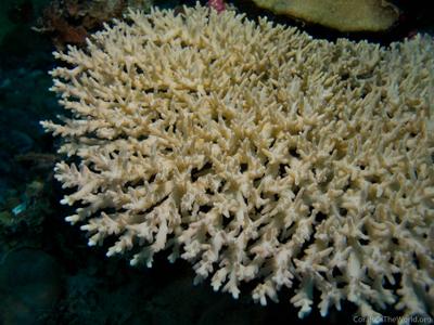 CotW: Acropora caroliniana