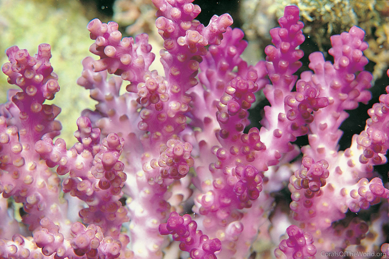 Acropora cerealis