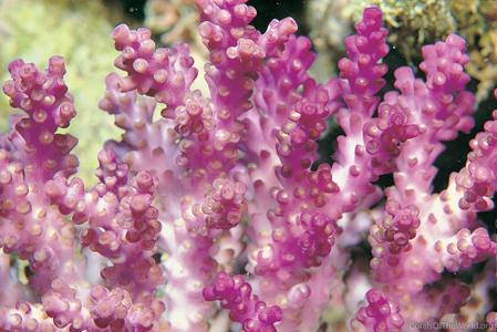 CotW: Acropora cerealis
