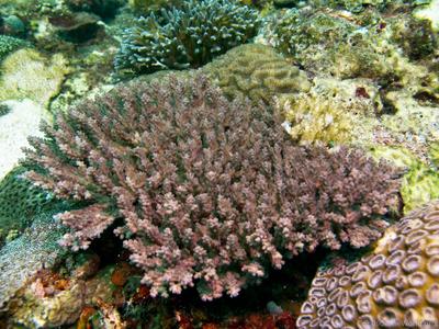 CotW: Acropora cerealis