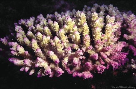CotW: Acropora cerealis