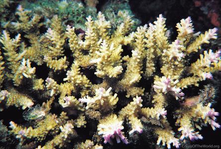 CotW: Acropora cerealis