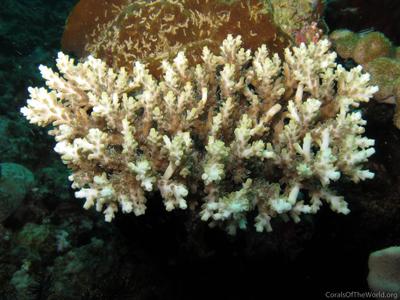 CotW: Acropora cerealis