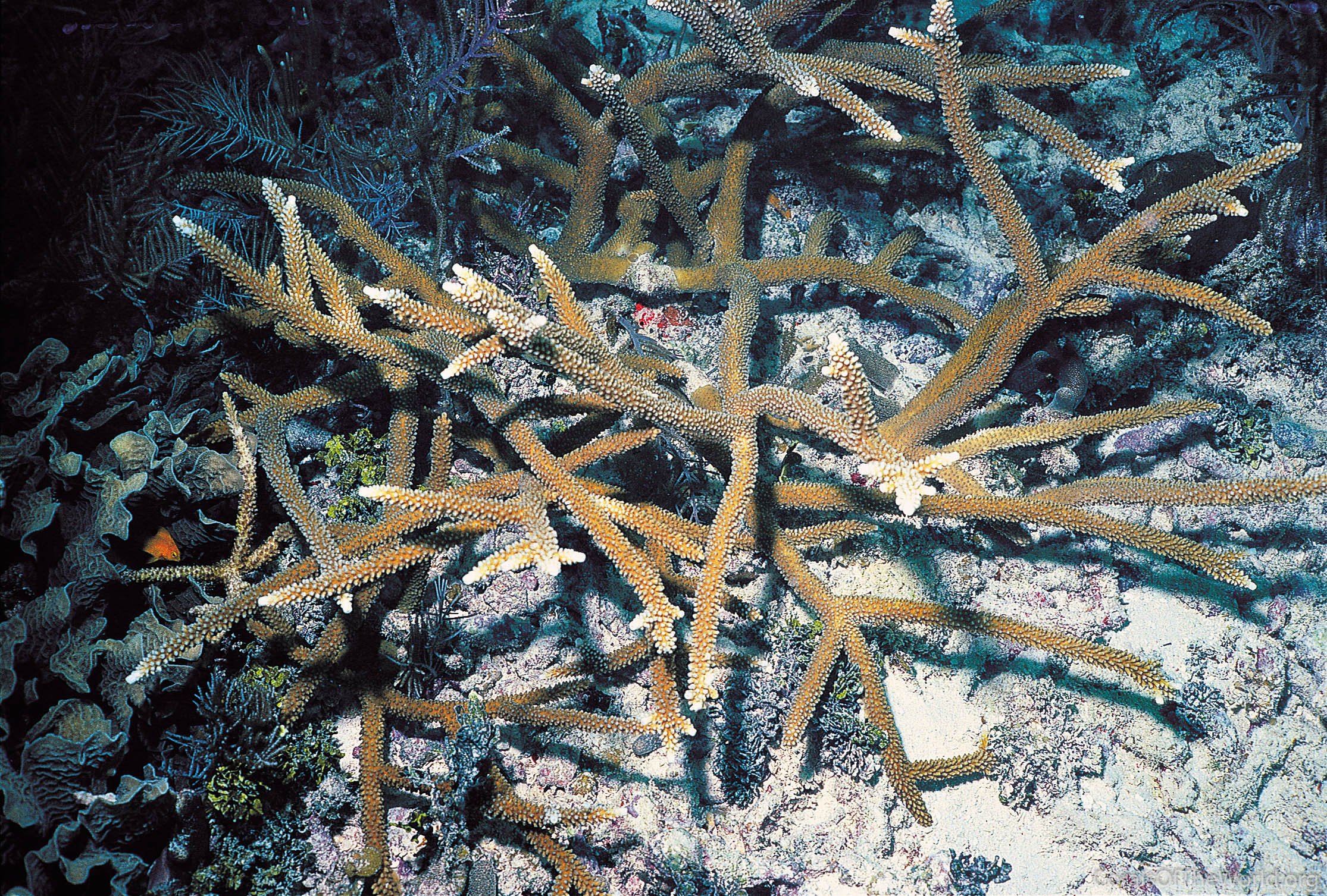 Acropora cervicornis