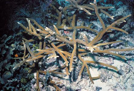 CotW preview: Acropora cervicornis