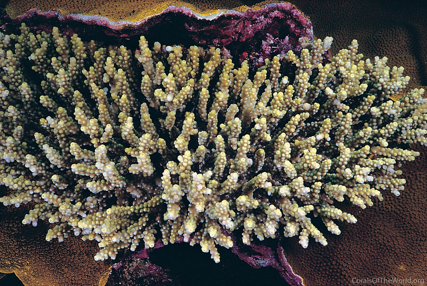 Acropora chesterfieldensis