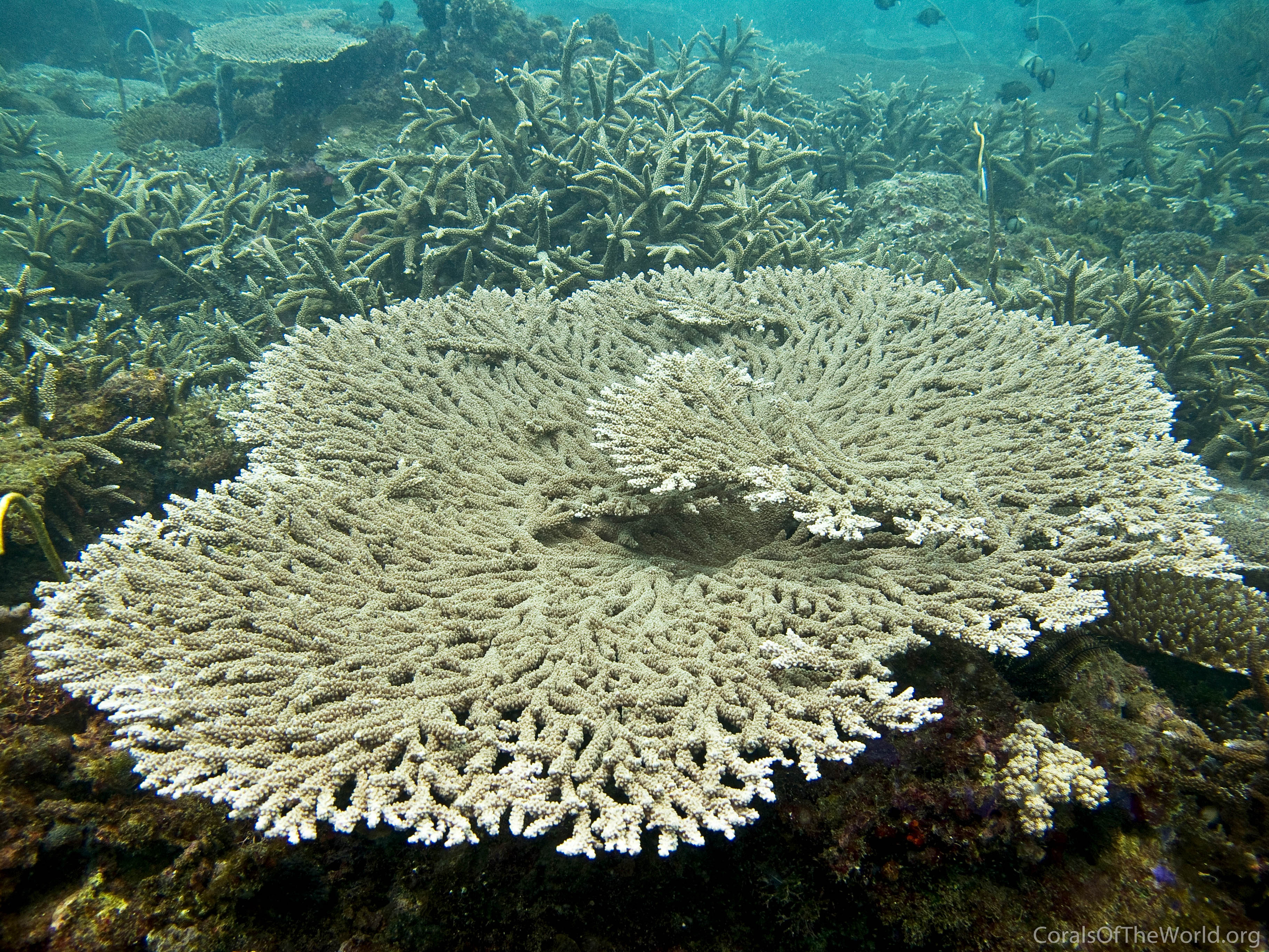 Acropora clathrata