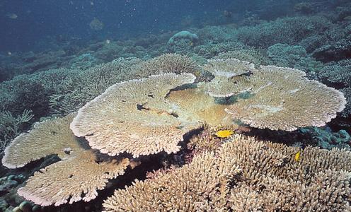 CotW preview: Acropora clathrata