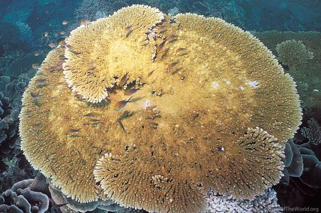 CotW: Acropora clathrata