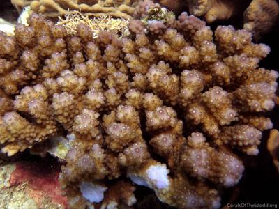 CotW: Acropora cophodactyla