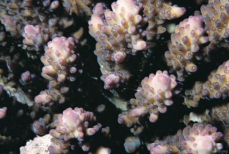 CotW: Acropora cophodactyla