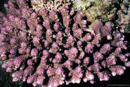 CotW: Acropora cophodactyla