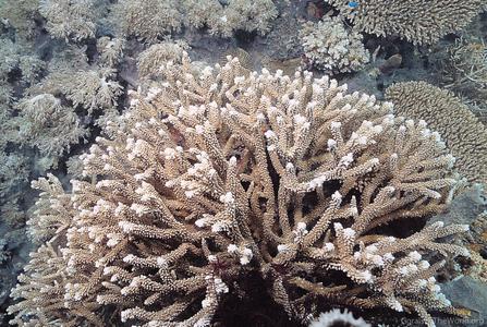 CotW preview: Acropora copiosa