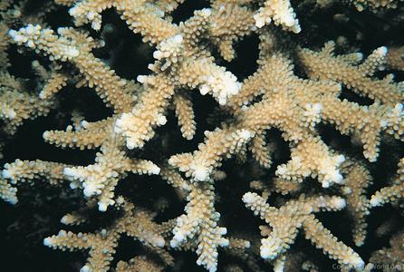 CotW: Acropora copiosa