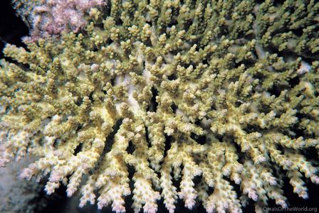 CotW preview: Acropora cytherea
