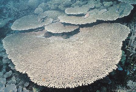 CotW preview: Acropora cytherea