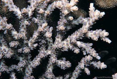 CotW: Acropora cytherea