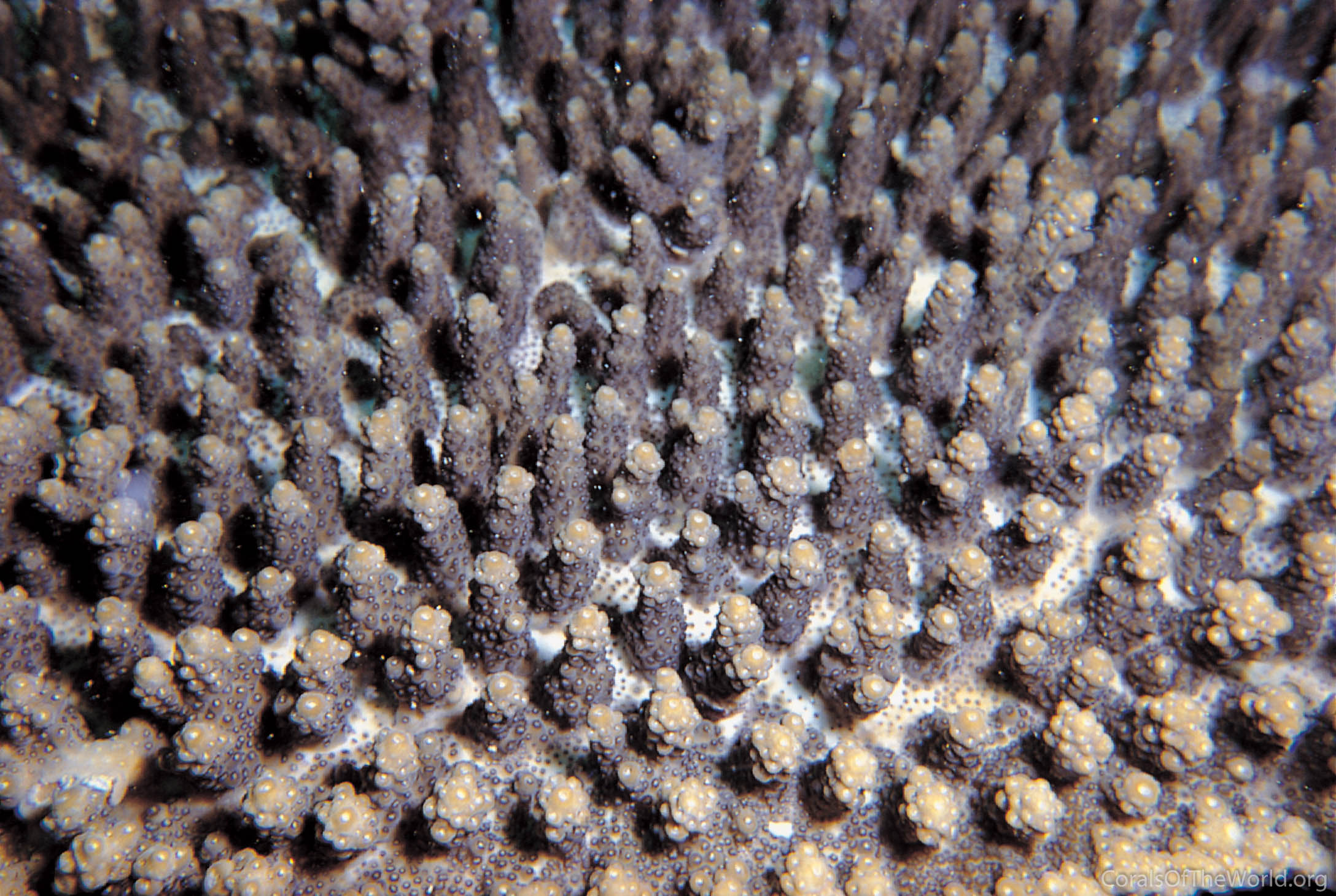 Acropora dendrum