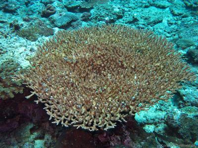 CotW preview: Acropora dendrum