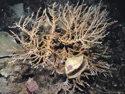 CotW preview: Acropora derawanensis
