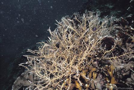 CotW preview: Acropora derawanensis