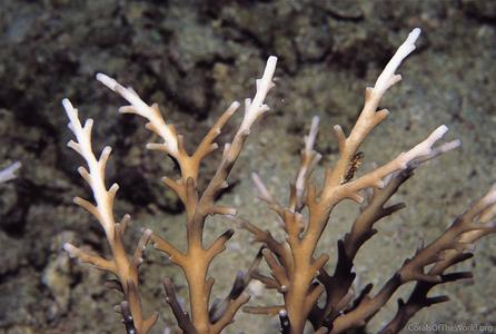 CotW: Acropora derawanensis