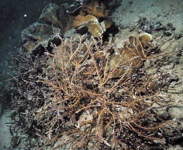CotW: Acropora derawanensis