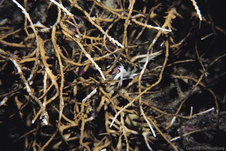 CotW: Acropora derawanensis