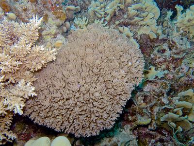 CotW preview: Acropora desalwii
