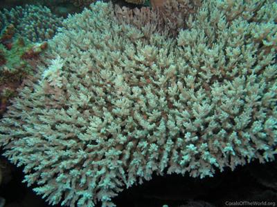 CotW: Acropora desalwii
