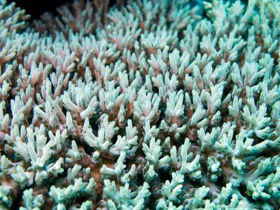 CotW: Acropora desalwii