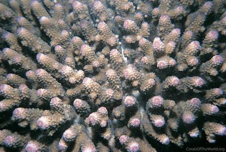 CotW: Acropora digitifera