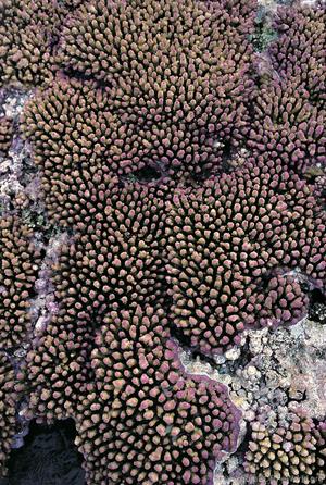 CotW: Acropora digitifera