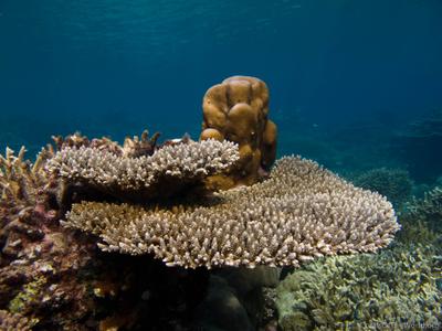 CotW: Acropora digitifera