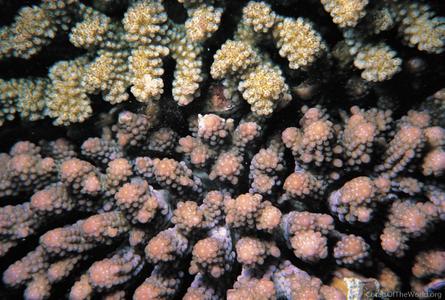 CotW: Acropora digitifera