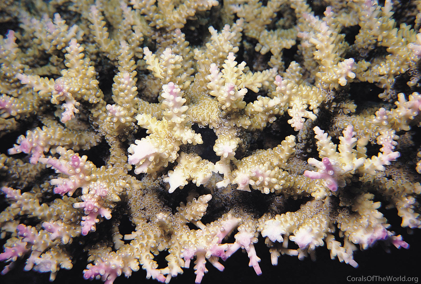 Acropora divaricata